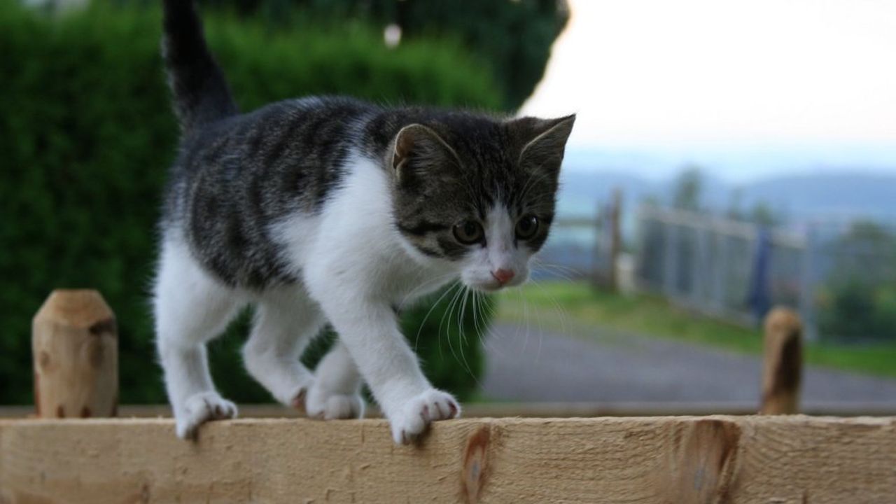 katermoritz-einkleinertraumtnzer katermoritz-einkleinertraumtnzer